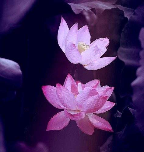 Gyan shlok in hindi ज्ञान पर संस्कृत श्लोक part4