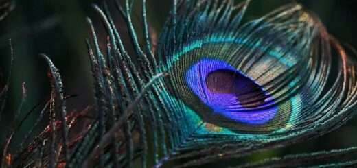 bhagvad gita sanskrit shlok in hindi