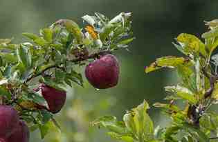 How Many Calories Are in One Apple